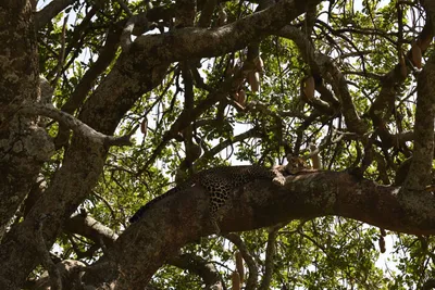 DSC_3998 (Large).JPG